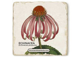 Echinacea Stone Coaster