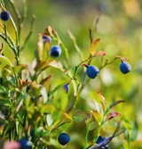 Fresh Bilberries