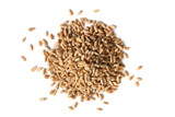 Wheatgrass Sprouting Seed