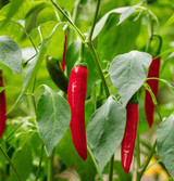 Organic Gochugaru Pepper