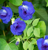 Fresh Butterfly Pea Flowers