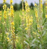 Fresh Mullein