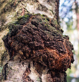 Fresh Chaga