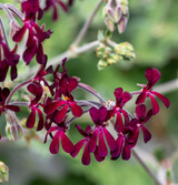 Fresh Umckaloabo Plant