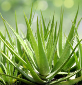 Fresh Aloe Plant