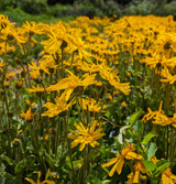 Fresh Arnica Flowers