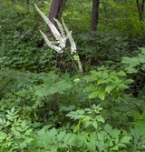 Fresh Black Cohosh