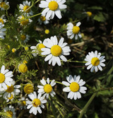Live Chamomile Flowers