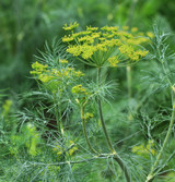 Fresh Dill Plant