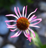Live Echinacea Angustifolia Plant