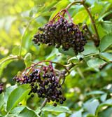 Live Elder Berries