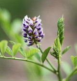 Fresh Licorice Plant