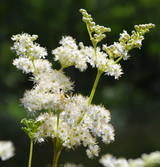 Meadowsweet Flower