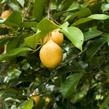 Fresh Nutmeg