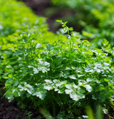 Fresh Parsley