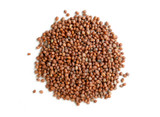 Organic Daikon Radish Sprouting Seed Organic Daikon Radish Sprouting Seed