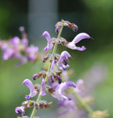 Fresh Red Sage