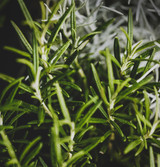Fresh Rosemary