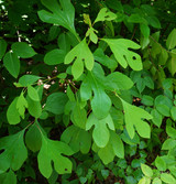 Sassafras Bark (Sassafrass)