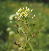 Fresh Shepherd's Purse