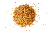 Organic Yellow Mustard Seed