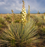Fresh Yucca