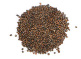 Organic Rambo Radish Sprouting Seed Organic Rambo Radish Sprouting Seed
