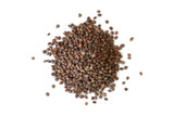 Organic Rambo Radish Sprouting Seed