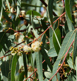 Live Eucalyptus Plant