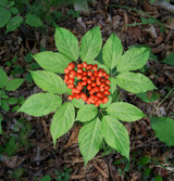 Fresh Asian Ginseng