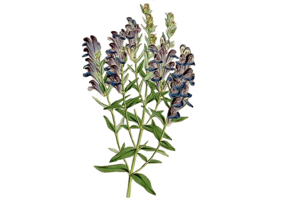 Skullcap herb