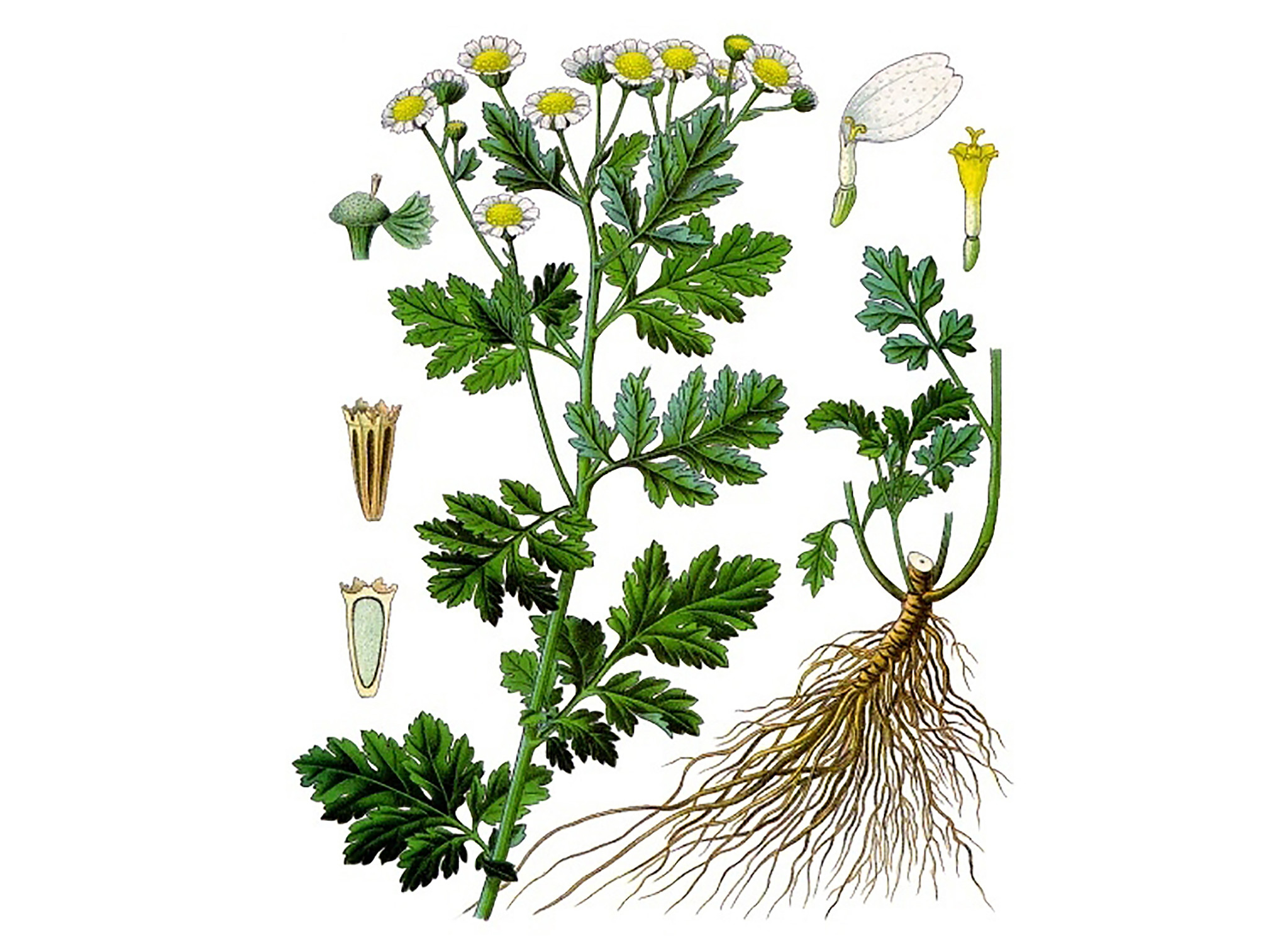 Tanacetum parthenium