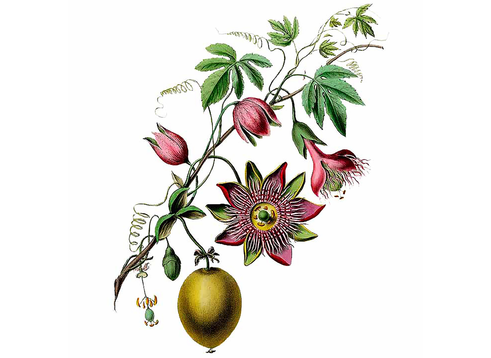 Get Wallpaper Passionflower Seeds For Android