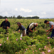 Local Herb Growers