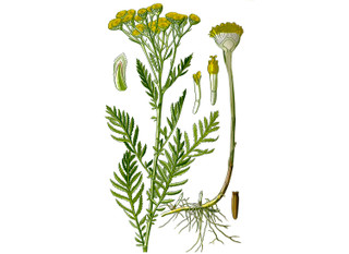 Helichrysum Flower