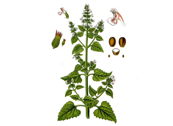 Catnip Seeds