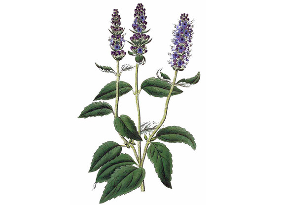 Anise Hyssop Seeds