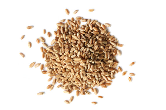 Wheatgrass Sprouting Seed