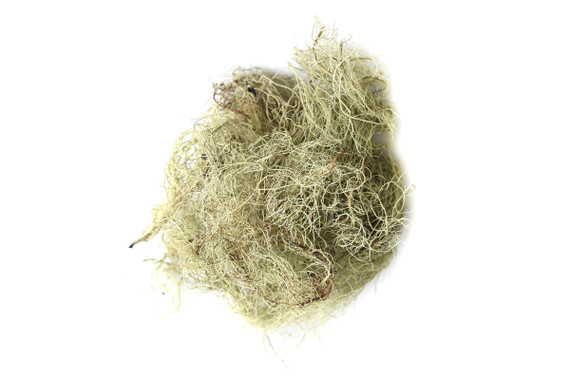 Usnea