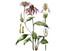 Echinacea angustifolia Seeds