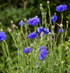 Live Cornflowers