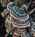 Fresh Turkey Tail Mushrooms