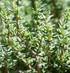 Fresh Thyme