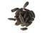 Organic Tonka Beans