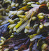 Live Bladderwrack