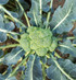 Fresh Broccoli