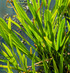 Calamus Plant