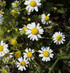 Live Chamomile Flowers