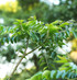 Live Curry Plant