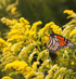 Fresh Organic Goldenrod